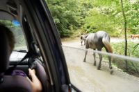 Transfăgărășan  Rumunia